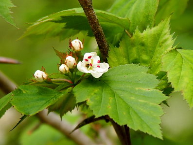 [A close view of four white closed buds near a fully-opened bloom. The stamen coming from the center have red tips. The leaves have serrated edges.]